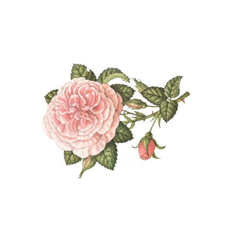 lerbolario-rose-eau-de-parfum-50ml