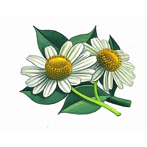 lerbolario-kamillenshampoo-200ml-2 Shampoo alla camomilla