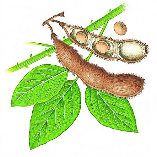 lerbolario-hirse-und-soja-haar-conditioner-150ml-4 HIRSE UND SOJA Conditioner