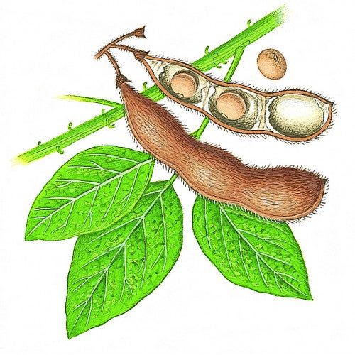 HIRSE E SOJA Balsamo