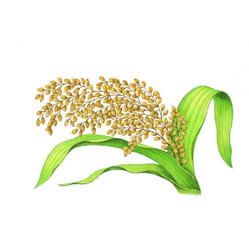 HIRSE E SOJA Balsamo